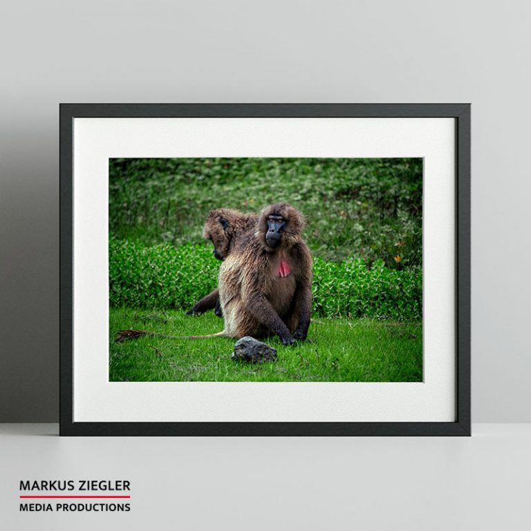 Gelada Baboon @ Markus Ziegler Media Productions