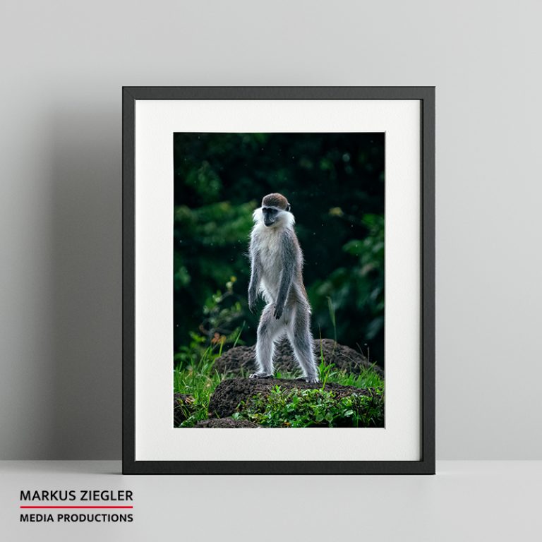 Stand up © Markus Ziegler Media Productions
